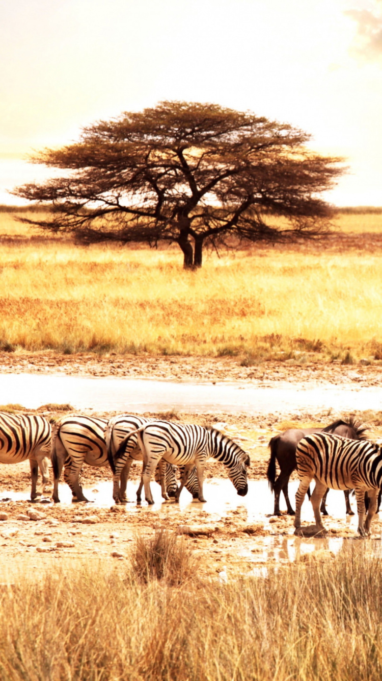 Обои Саванна, живая природа, наземные животные, зебра, сенокосное угодье в разрешении 750x1334