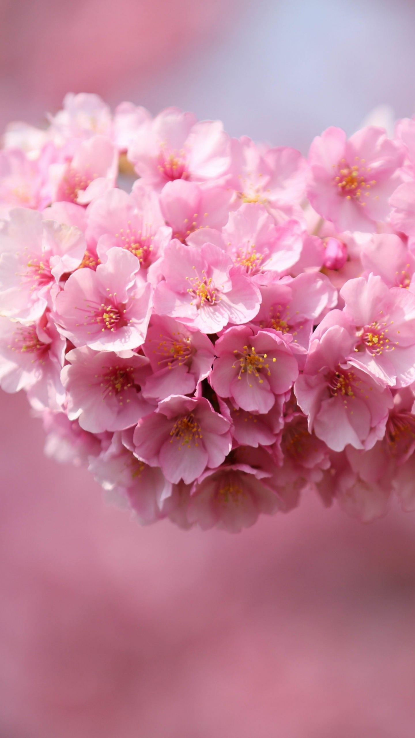 Обои цветение вишни, расцвет, цветок, розовый, растение в разрешении 1440x2560