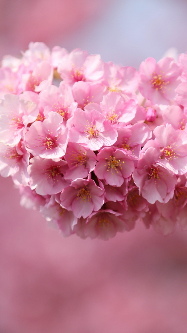 Обои цветение вишни, расцвет, цветок, розовый, растение в разрешении 720x1280