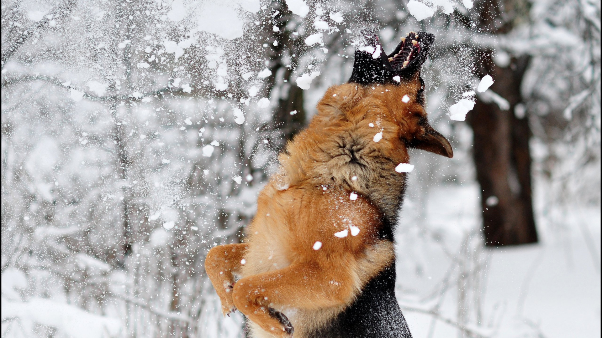 Обои щенок, снег, пес, зима, замораживание в разрешении 1920x1080