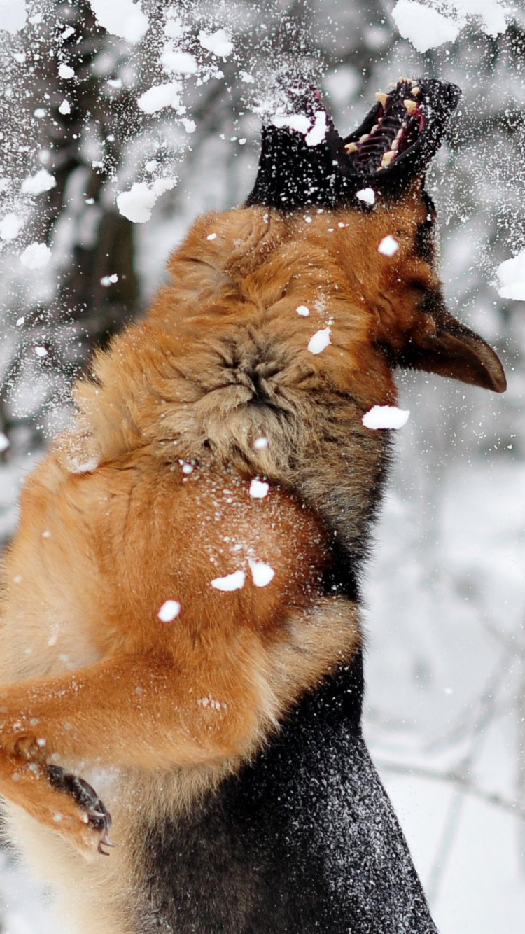 Обои щенок, снег, пес, зима, замораживание в разрешении 750x1334