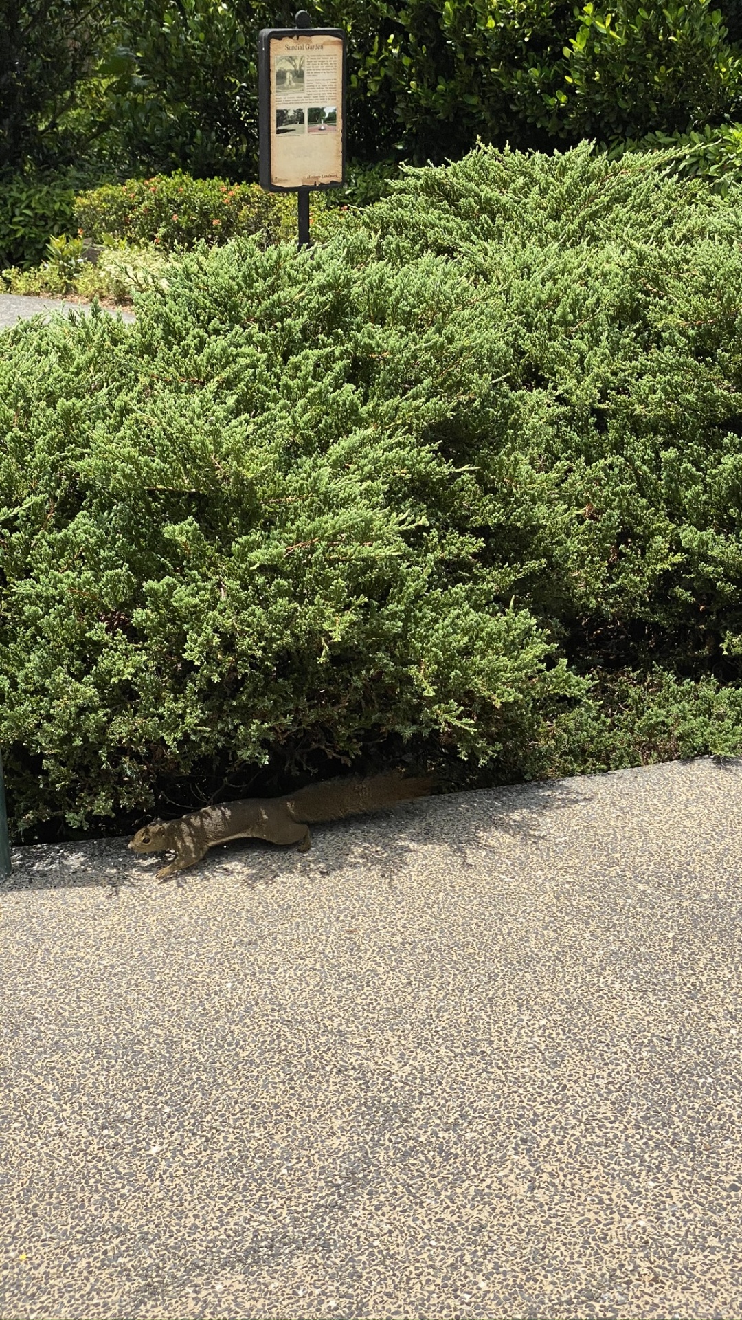 Обои дерево, кустарник, сад, растительность, хедж в разрешении 1080x1920