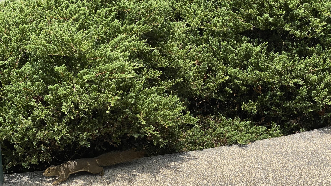 Обои дерево, кустарник, сад, растительность, хедж в разрешении 1280x720