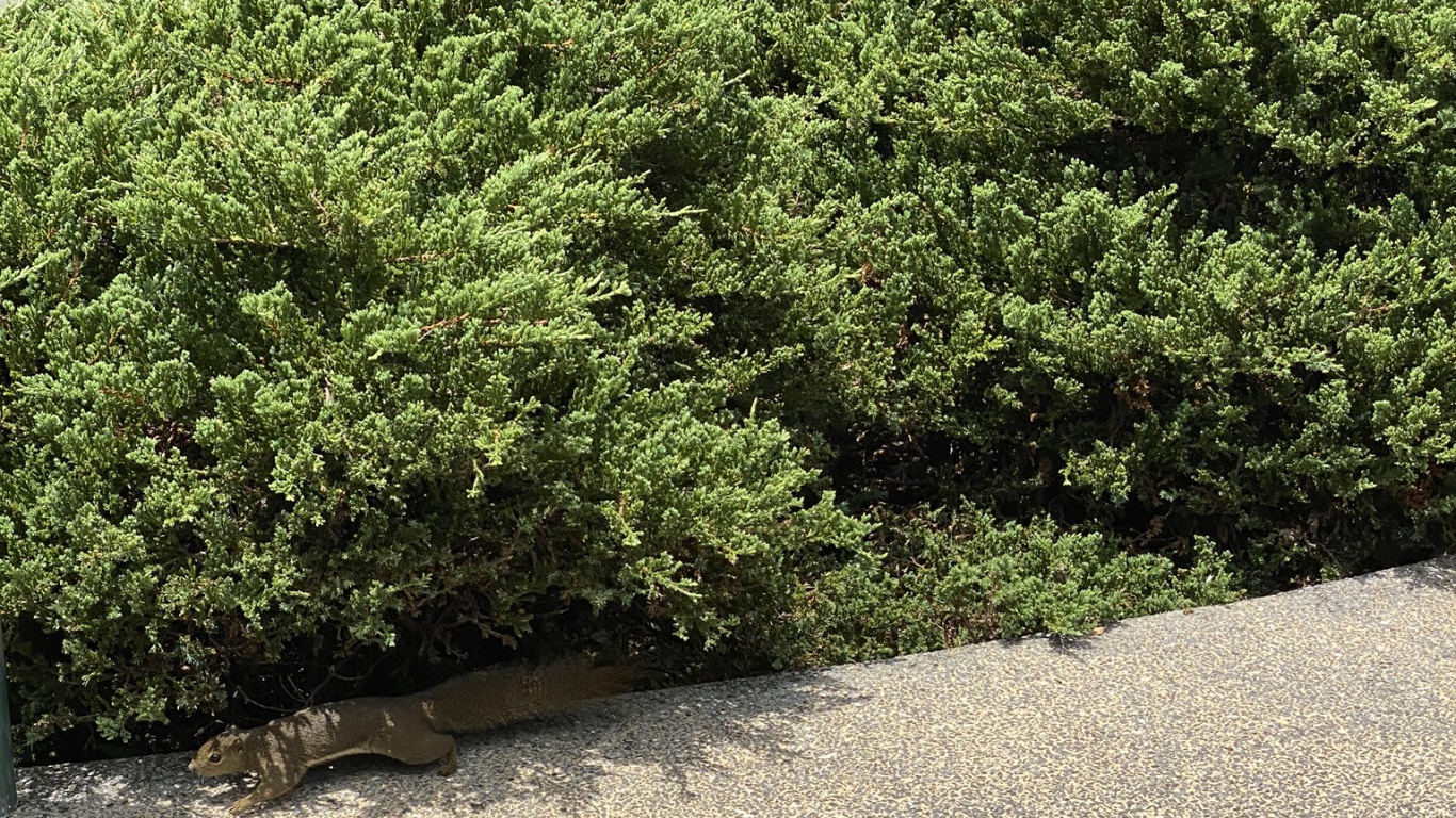 Обои дерево, кустарник, сад, растительность, хедж в разрешении 1366x768