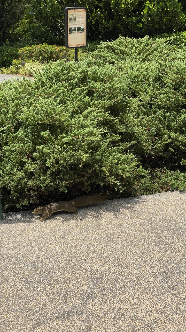 Обои дерево, кустарник, сад, растительность, хедж в разрешении 720x1280