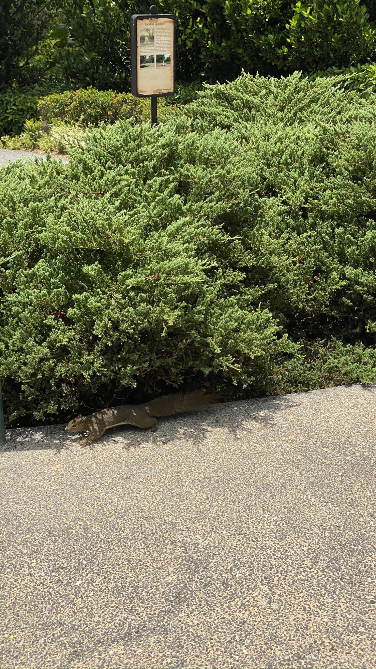 Обои дерево, кустарник, сад, растительность, хедж в разрешении 750x1334