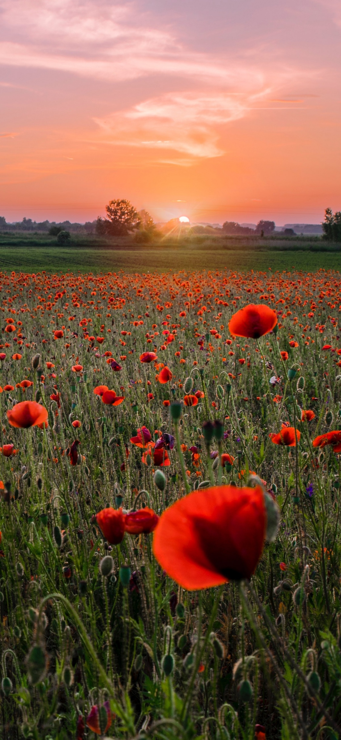 Обои коклико, красный цвет, луг, экосистема, семейства маковых в разрешении 1125x2436
