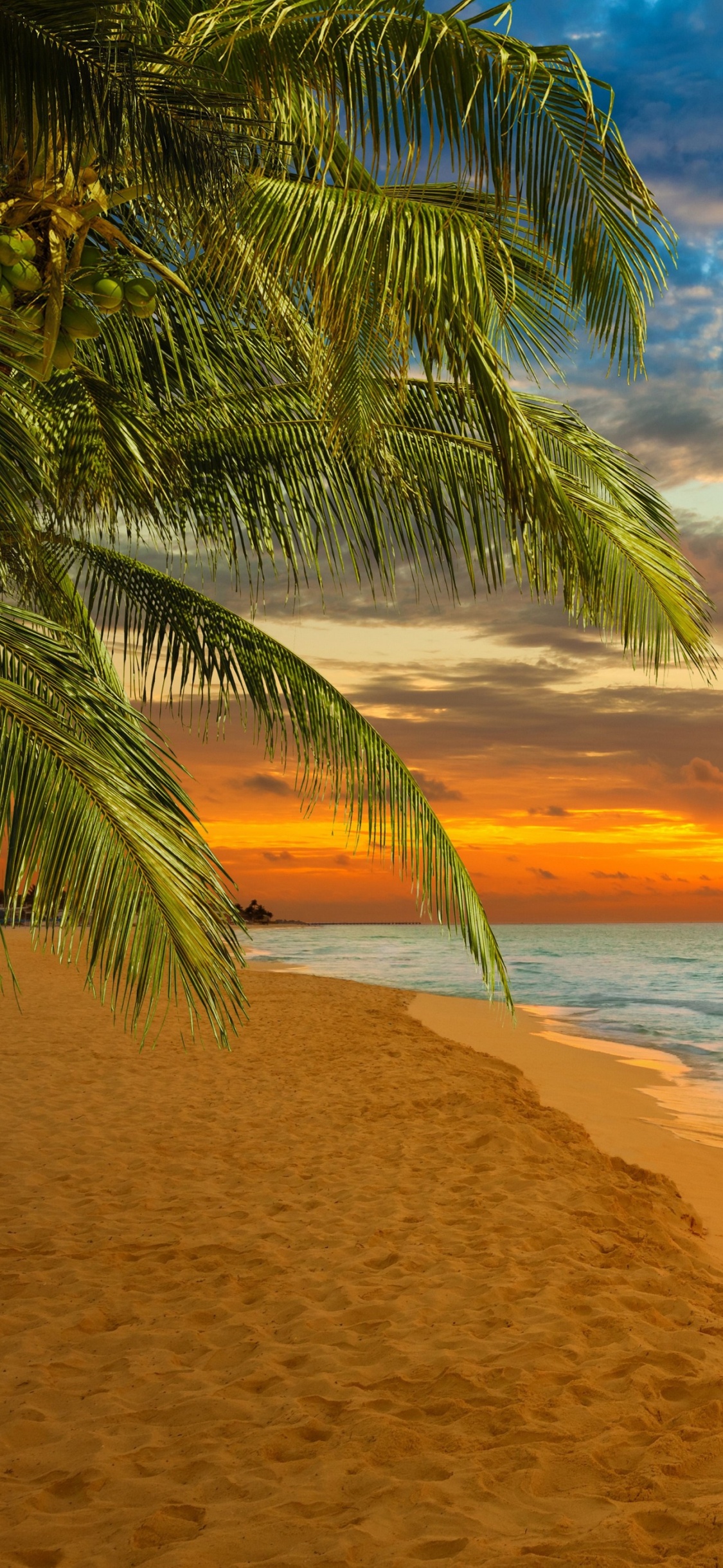 Обои пляж, горизонт, тропическая зона, море, закат в разрешении 1125x2436