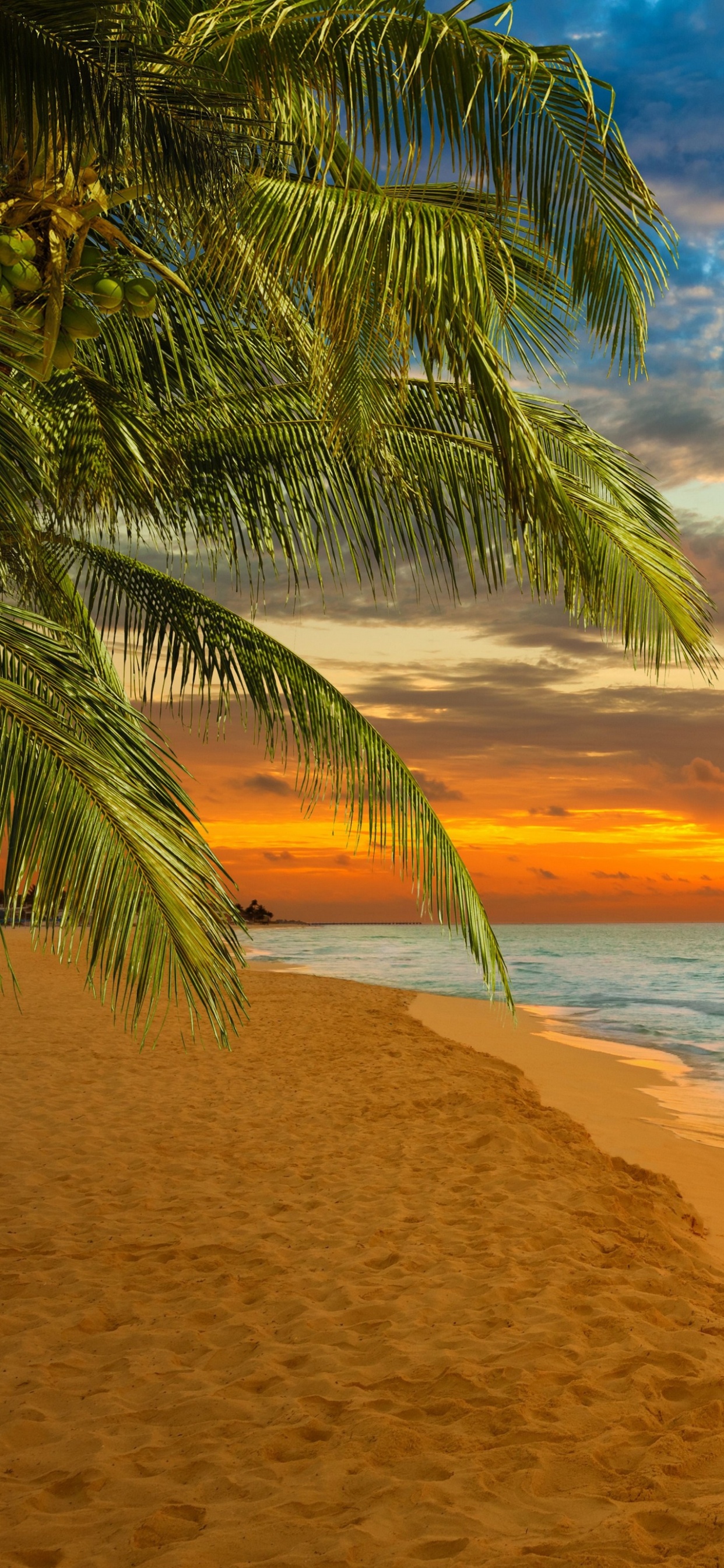 Обои пляж, горизонт, тропическая зона, море, закат в разрешении 1242x2688