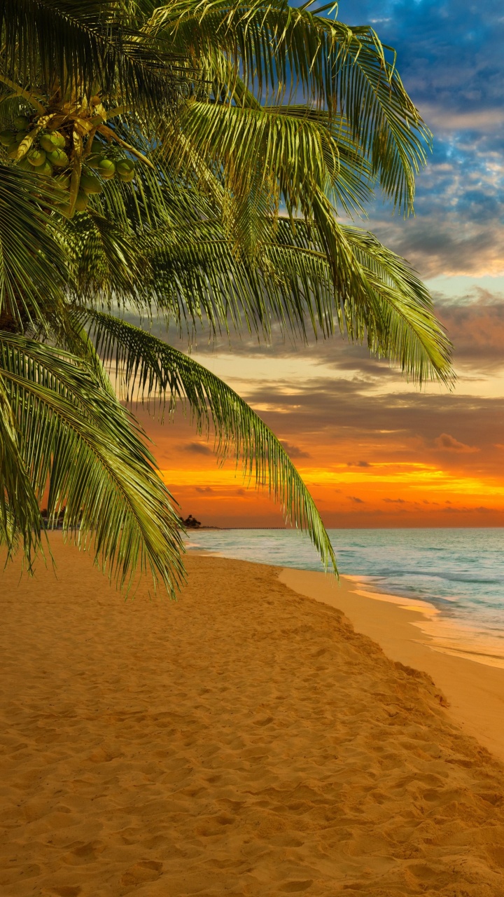 Обои пляж, горизонт, тропическая зона, море, закат в разрешении 720x1280