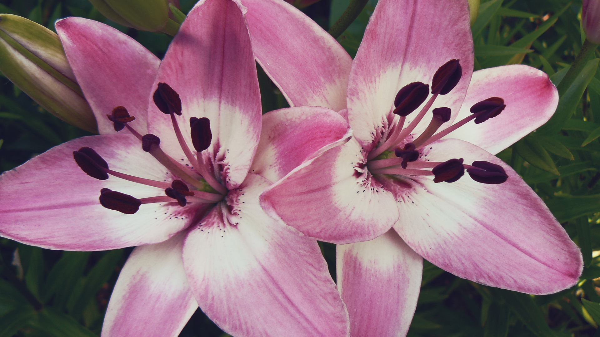 Обои Лилия, цветковое растение, лепесток, растение, интернет в разрешении 1920x1080