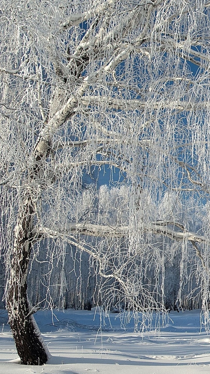 Обои зима, дерево, снег, замораживание, мороз в разрешении 720x1280
