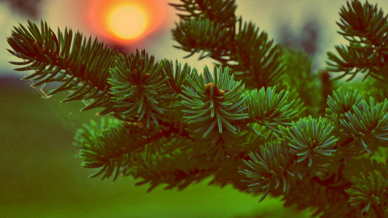 Обои дерево, ветвь, ель, семейства сосновых, Испытания Робин Гуд в разрешении 1280x720