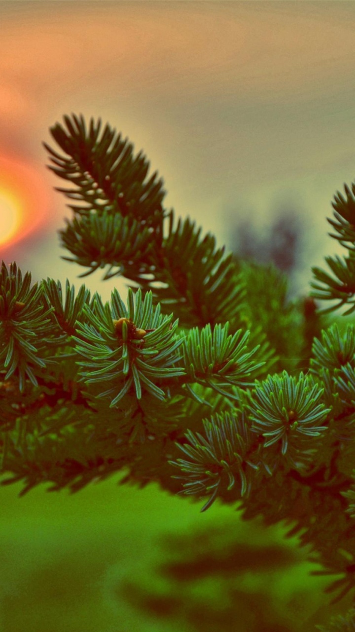 Обои дерево, ветвь, ель, семейства сосновых, Испытания Робин Гуд в разрешении 720x1280