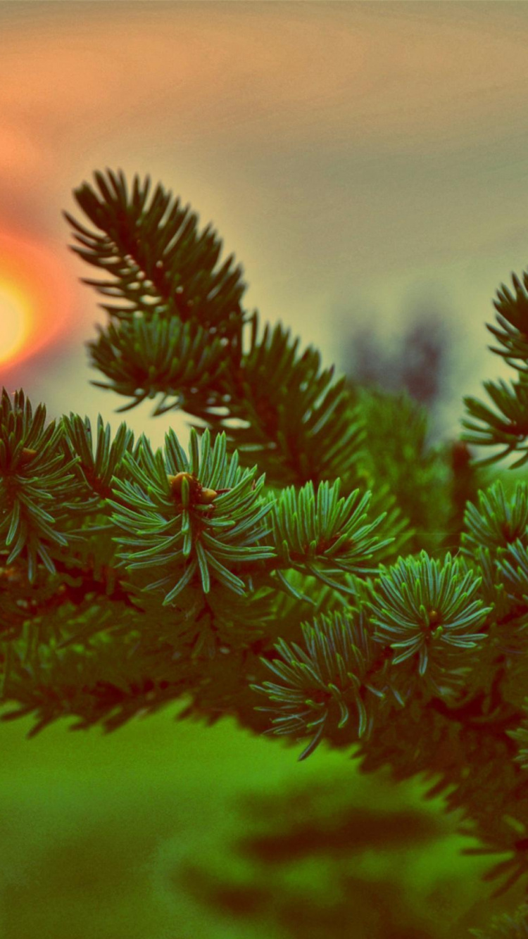 Обои дерево, ветвь, ель, семейства сосновых, Испытания Робин Гуд в разрешении 750x1334