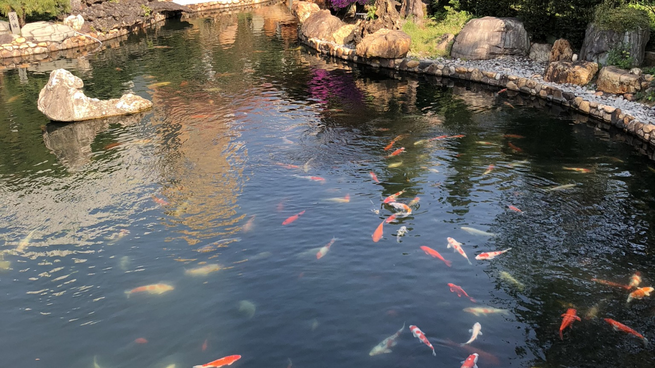 Обои отражение, водоток, гидроресурсы, водные элементы, рыбный пруд в разрешении 1280x720