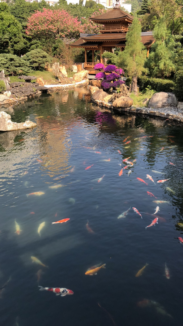 Обои отражение, водоток, гидроресурсы, водные элементы, рыбный пруд в разрешении 750x1334