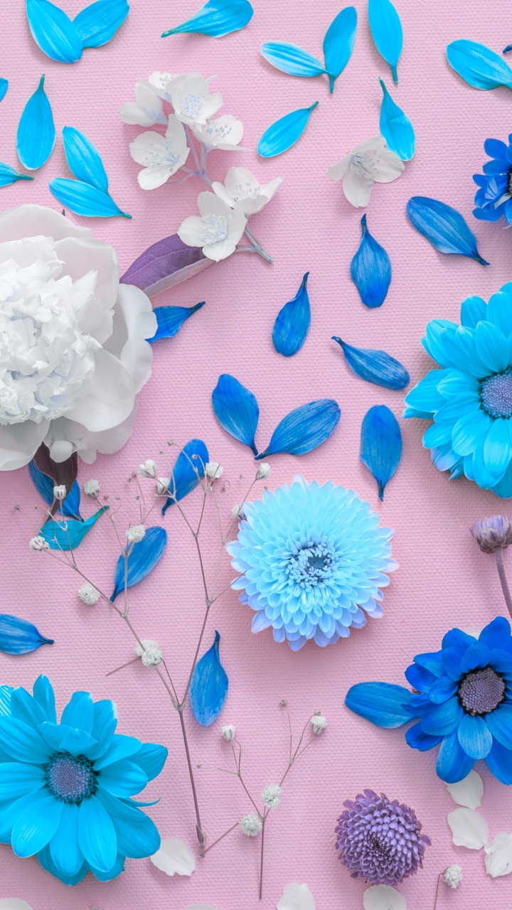 Обои цветок, Хризантема, белые, синий, лепесток в разрешении 720x1280