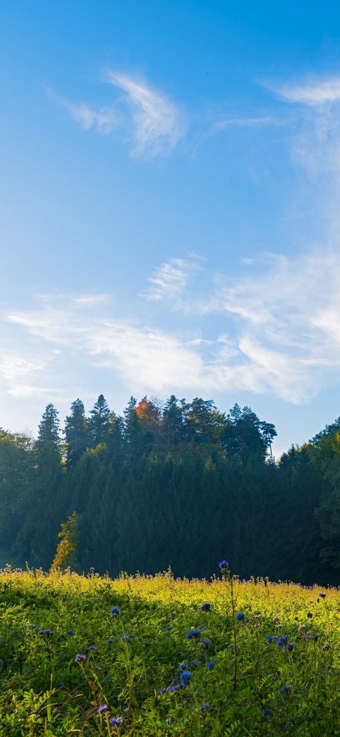 Обои утренний пейзаж в швейцарии, Швейцария, пейзаж, облако, растение в разрешении 1125x2436