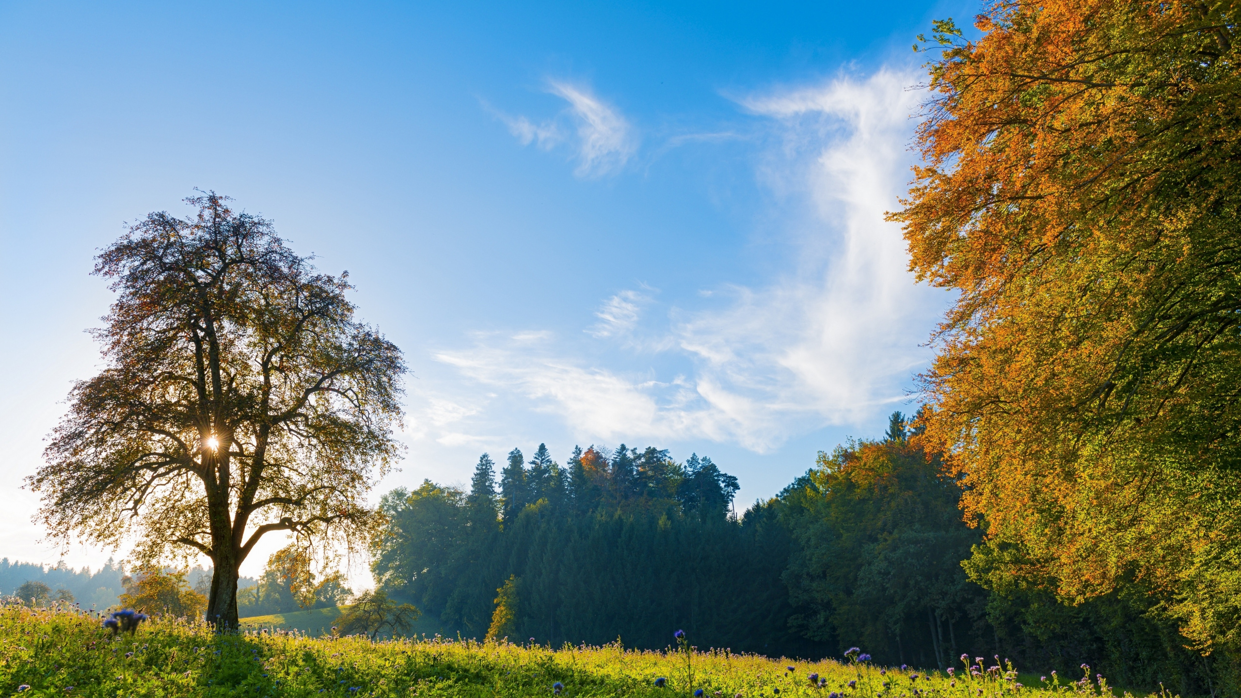 Обои утренний пейзаж в швейцарии, Швейцария, пейзаж, облако, растение в разрешении 2560x1440