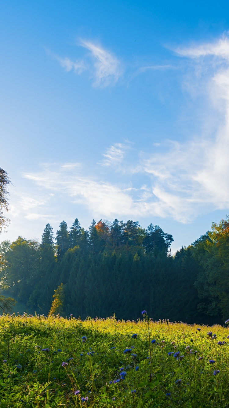 Обои утренний пейзаж в швейцарии, Швейцария, пейзаж, облако, растение в разрешении 750x1334