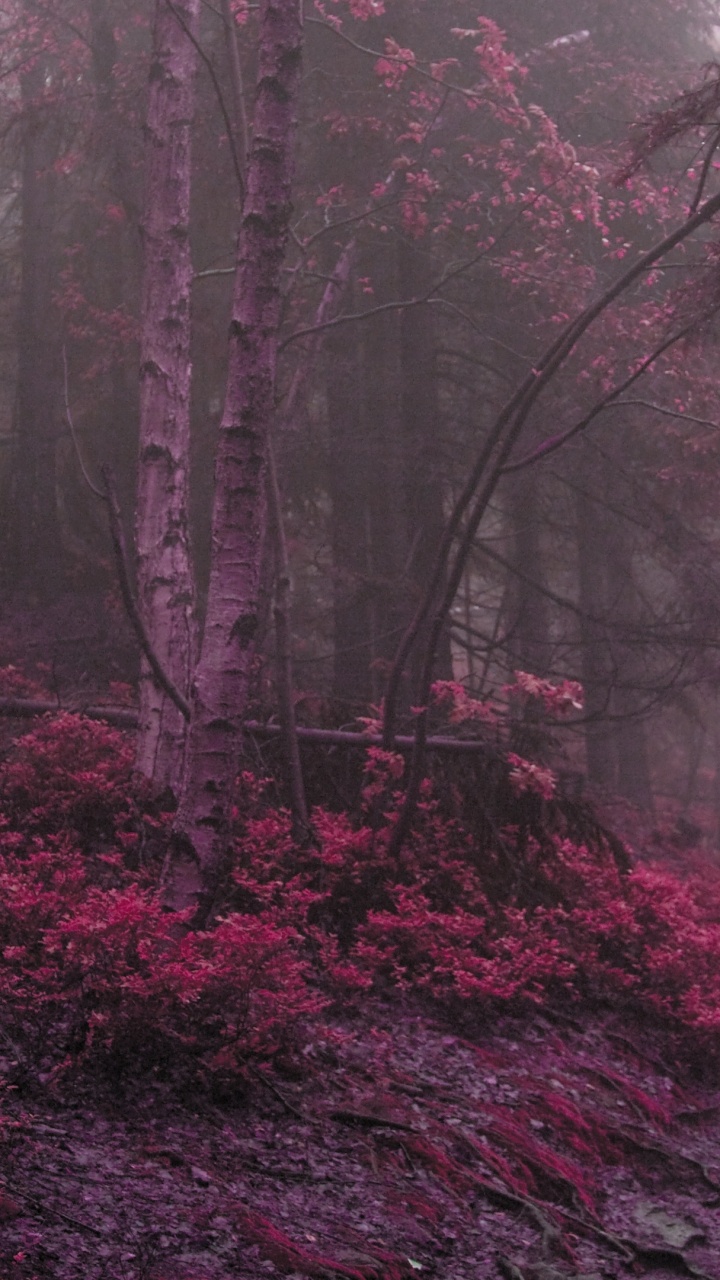 Обои атмосфера, рисование, природа, природный ландшафт, мистический лес в разрешении 720x1280