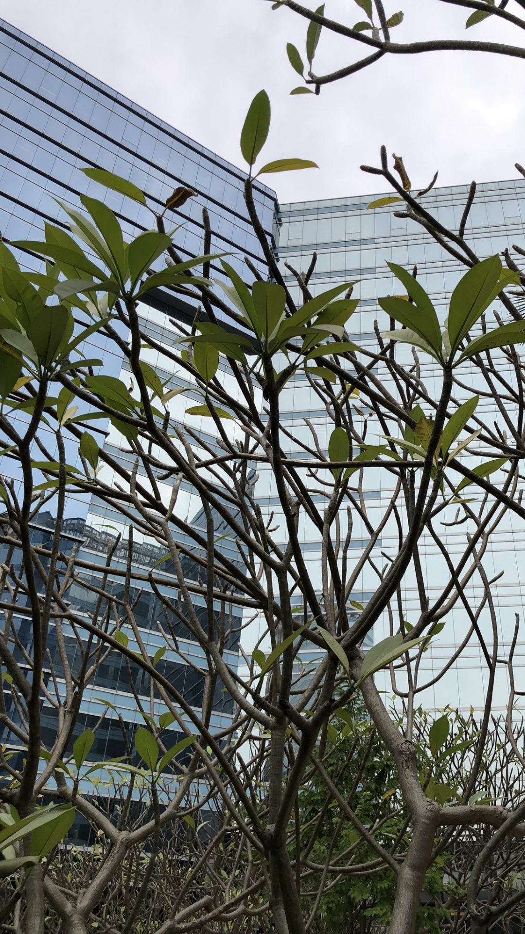 Обои дерево, лист, наука, биология, рассада в разрешении 1080x1920