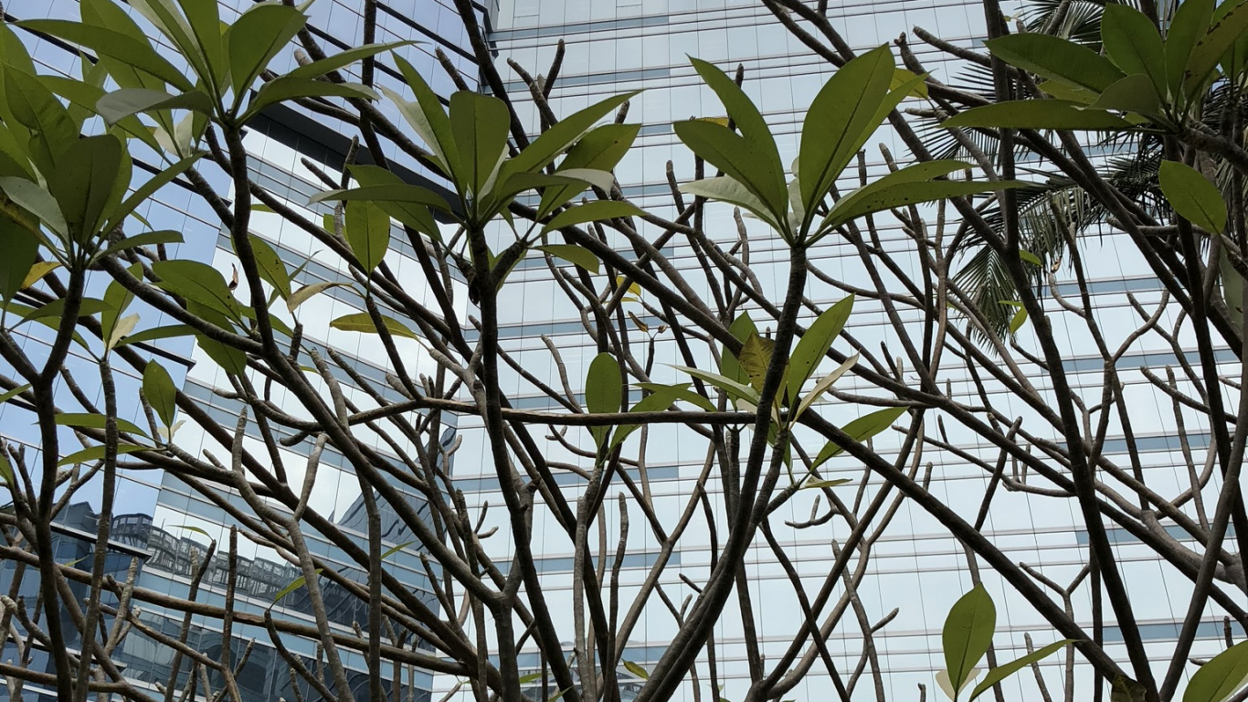 Обои дерево, лист, наука, биология, рассада в разрешении 1366x768