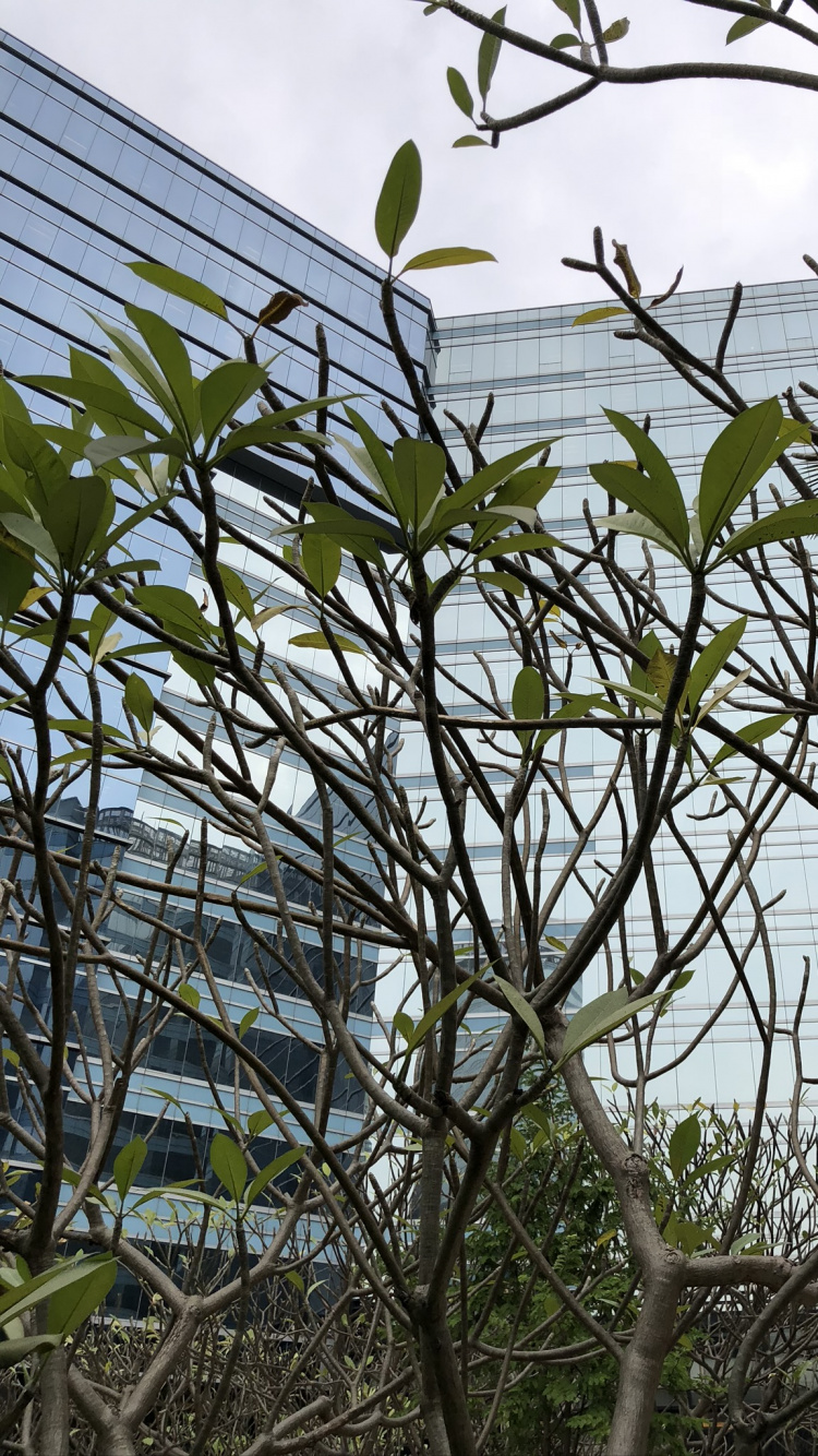 Обои дерево, лист, наука, биология, рассада в разрешении 750x1334