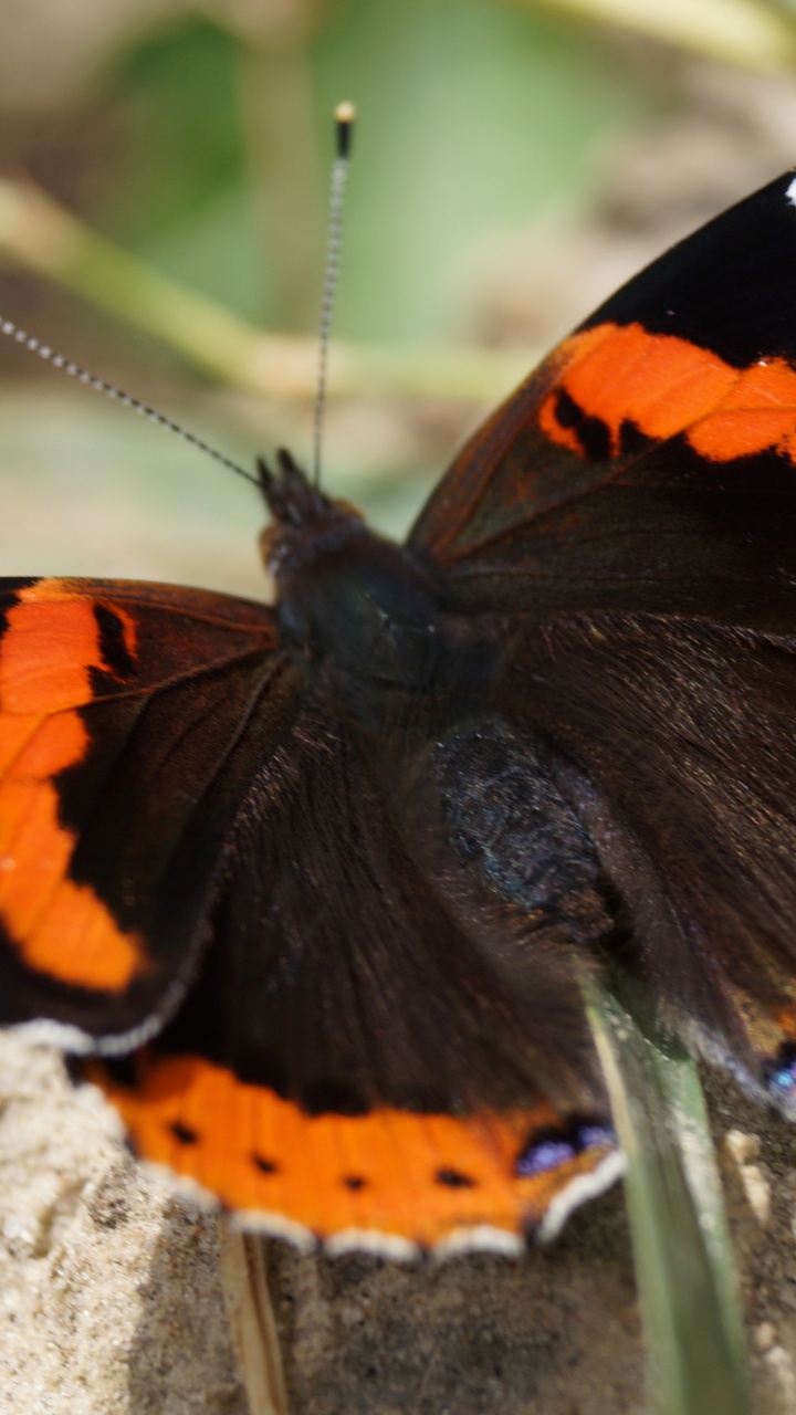 Обои насекомое, мотыльки и бабочки, бабочка, беспозвоночных, опылитель в разрешении 720x1280