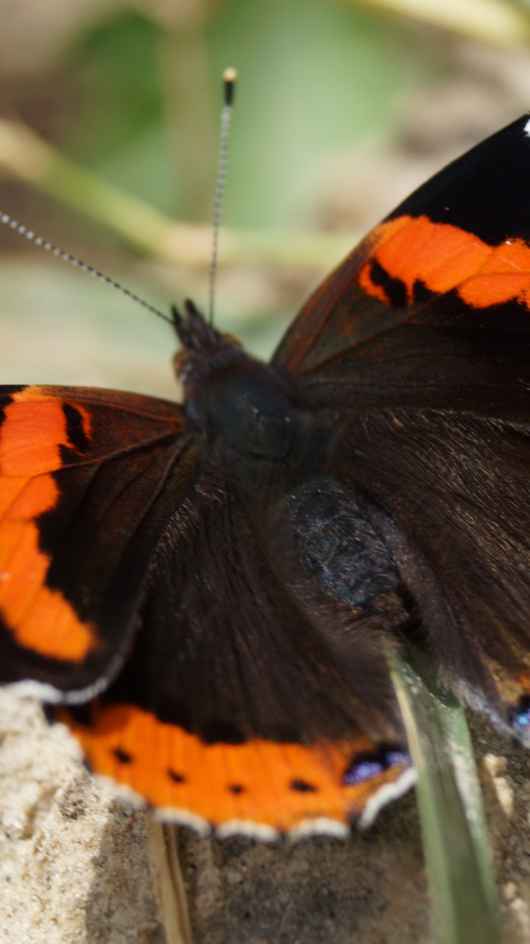 Обои насекомое, мотыльки и бабочки, бабочка, беспозвоночных, опылитель в разрешении 750x1334