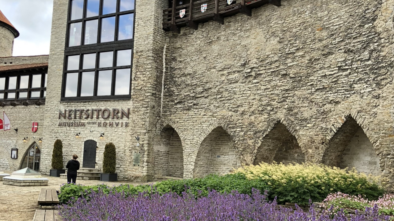 Обои стена, английский лаванды, наука, физика, растение в разрешении 1366x768