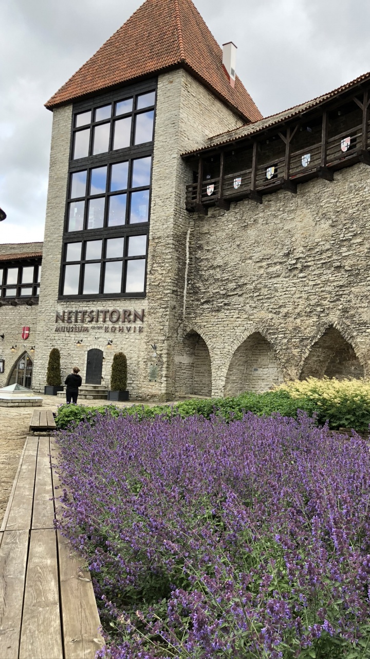 Обои стена, английский лаванды, наука, физика, растение в разрешении 720x1280