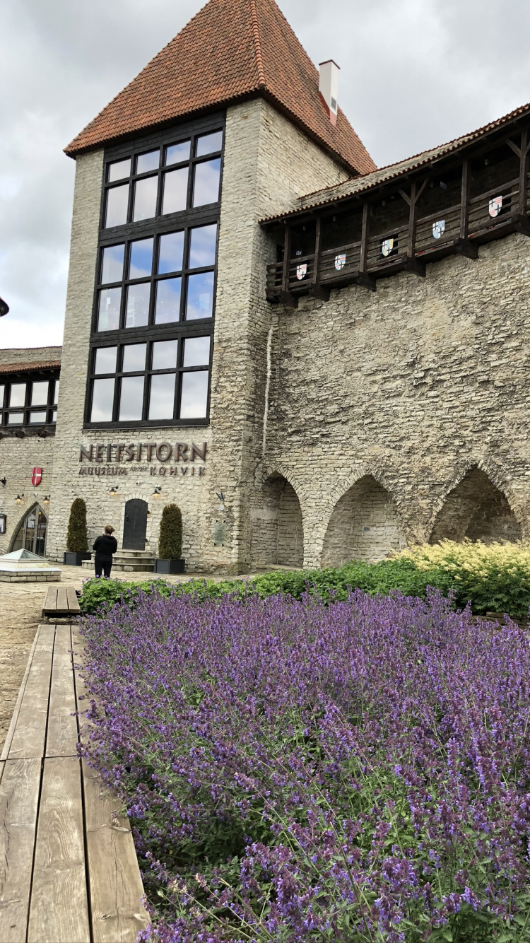 Обои стена, английский лаванды, наука, физика, растение в разрешении 750x1334