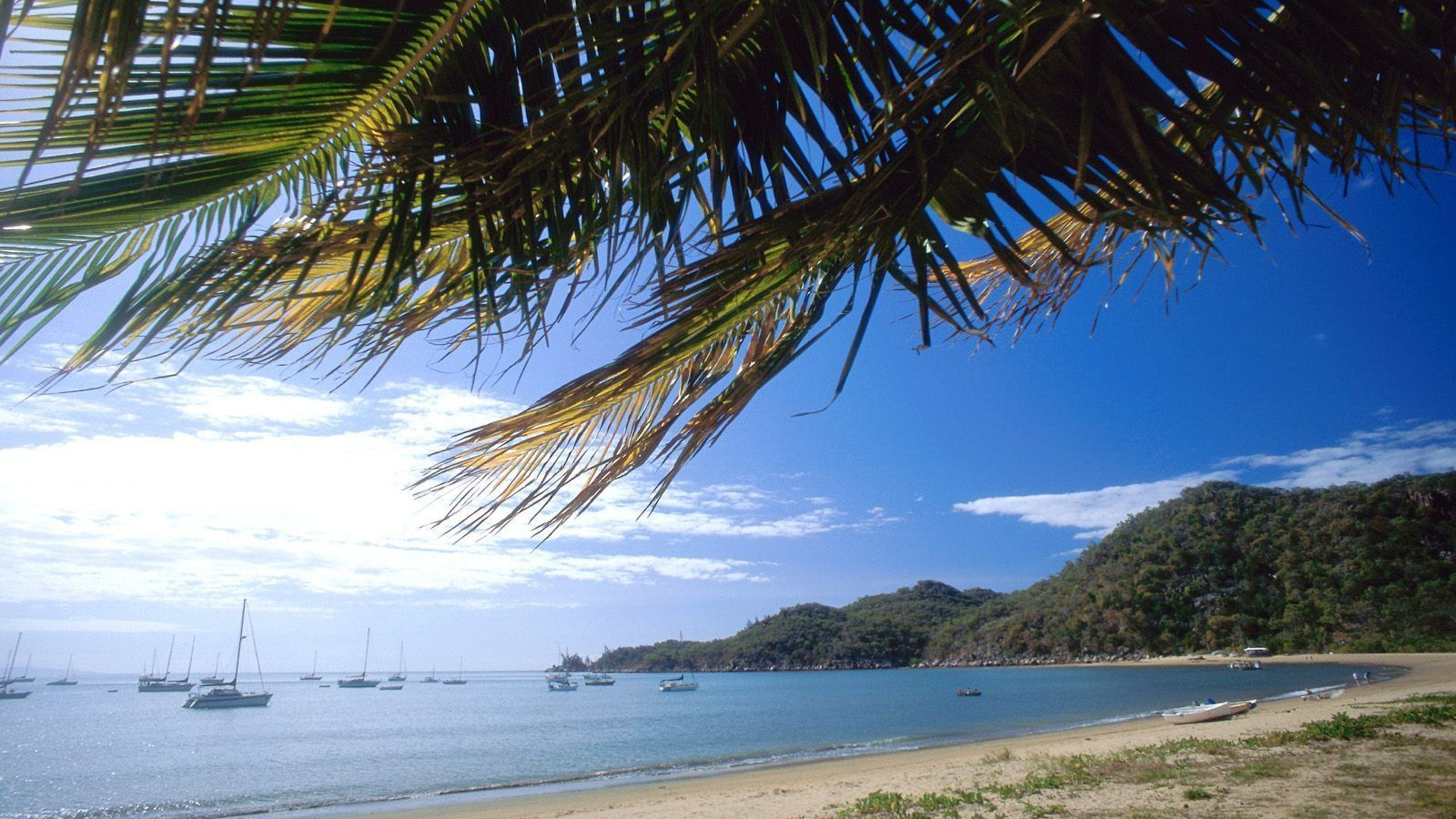 Обои остров Магнетик Австралия, дерево, тропическая зона, пляж, Пальма в разрешении 2560x1440