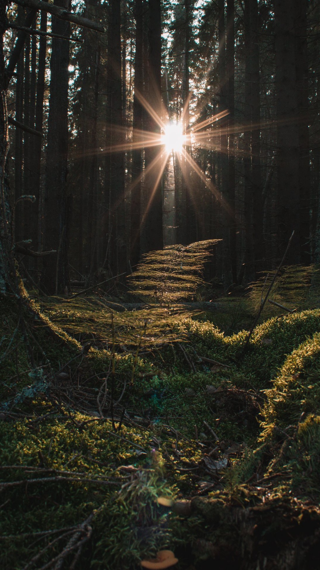 Обои лес, дерево, ios, атмосфера, природный ландшафт в разрешении 1080x1920