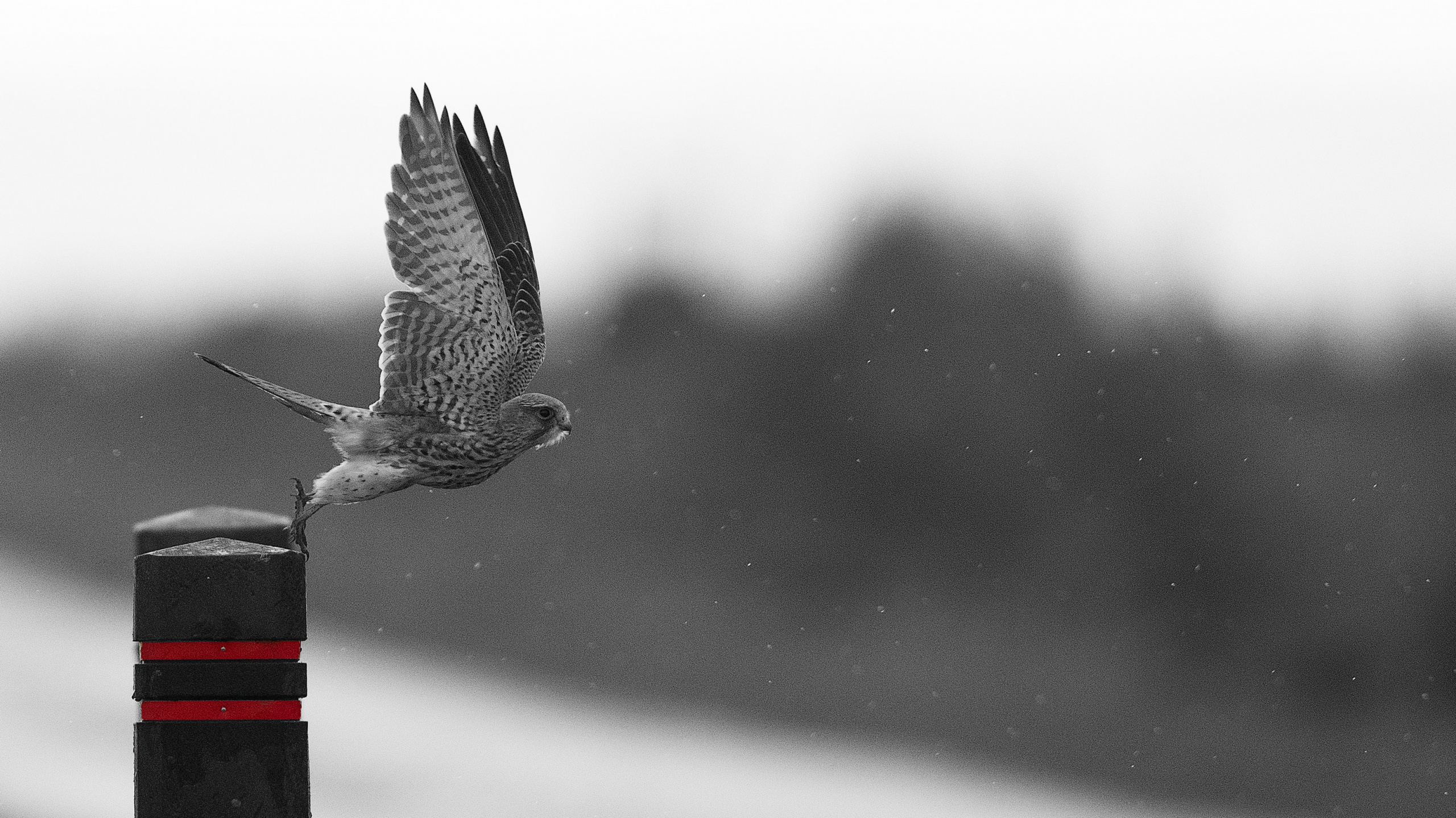 Обои Сокол, хищная птица, клюв, ястреб, белые в разрешении 2560x1440