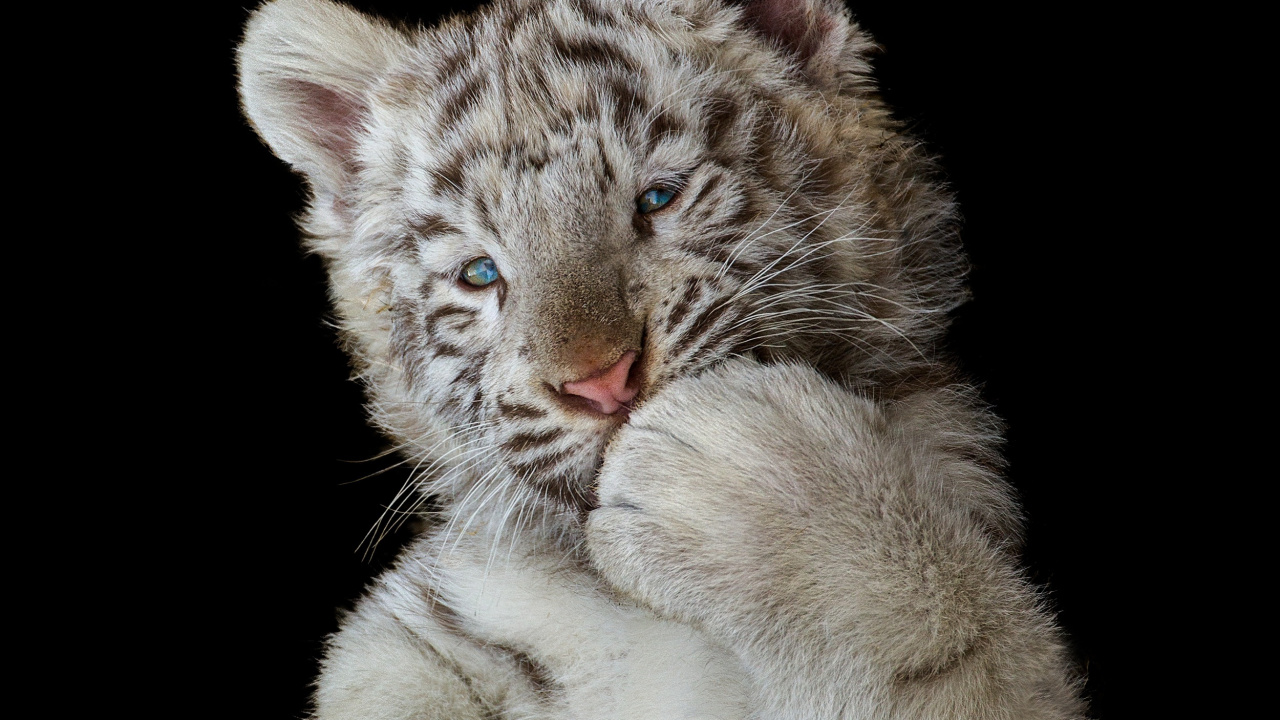 Обои Белый тигр, привлекательность, бенгальский тигр, кошачьих, кот в разрешении 1280x720