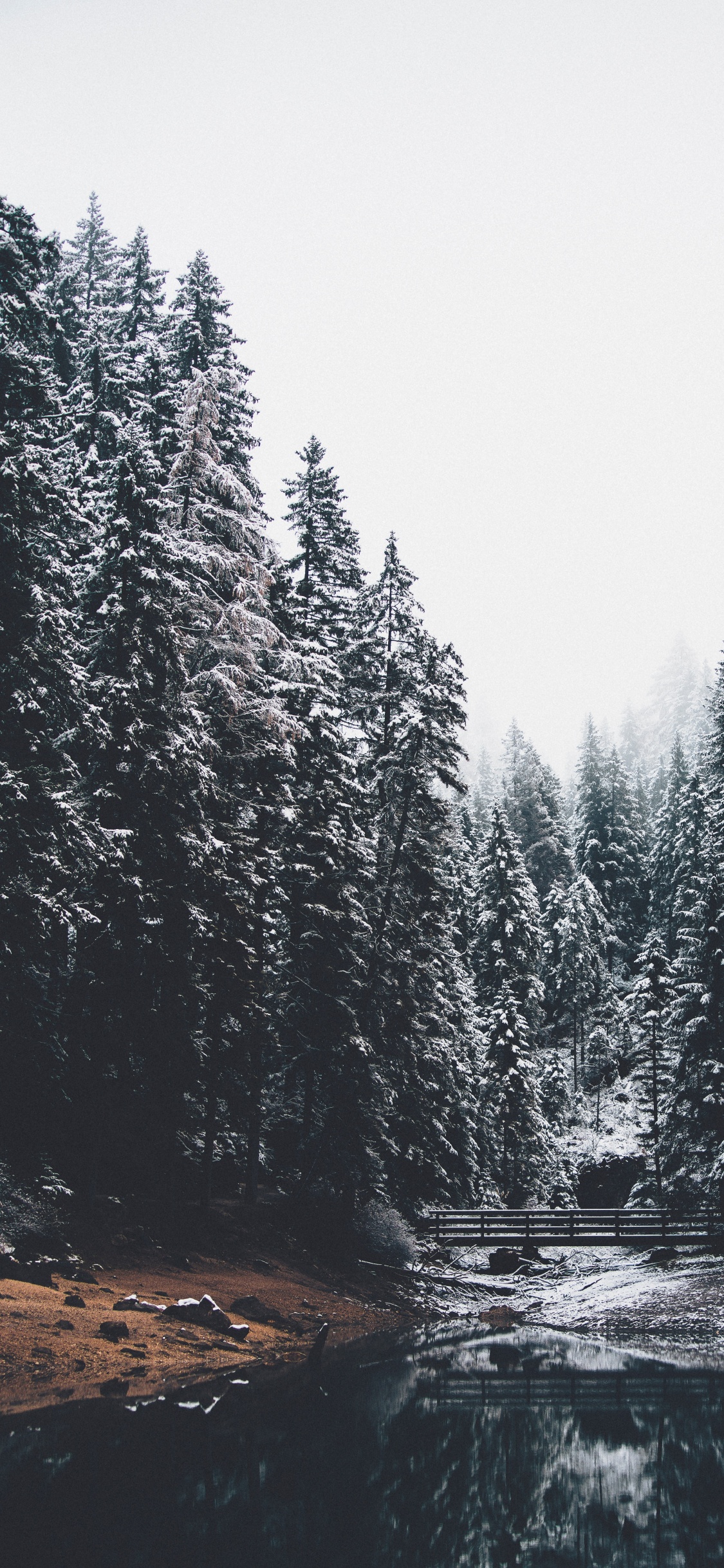 Обои хвойными лесами, дерево, природа, лиственница, зима в разрешении 1125x2436