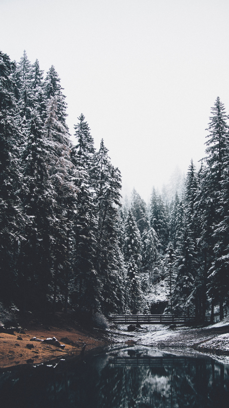 Обои хвойными лесами, дерево, природа, лиственница, зима в разрешении 750x1334