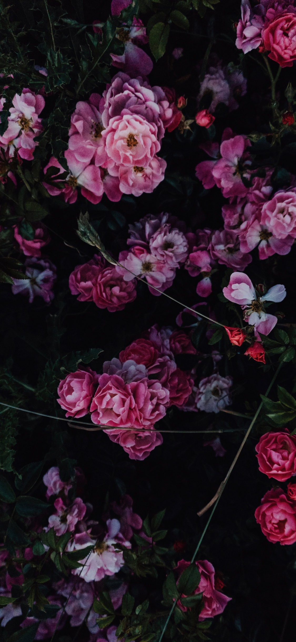 Обои цветок, Роза, розовый, цветной, цветочный дизайн в разрешении 1125x2436