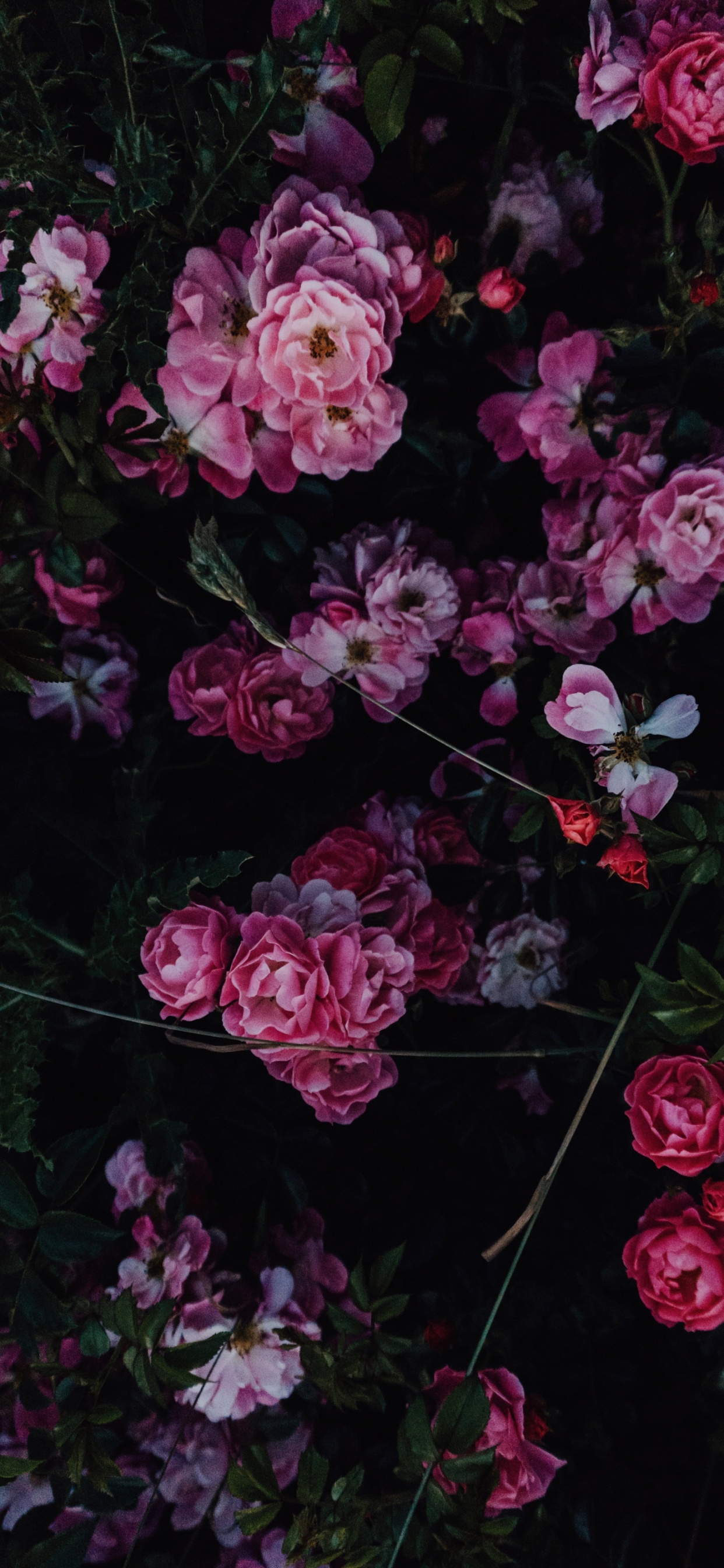 Обои цветок, Роза, розовый, цветной, цветочный дизайн в разрешении 1242x2688