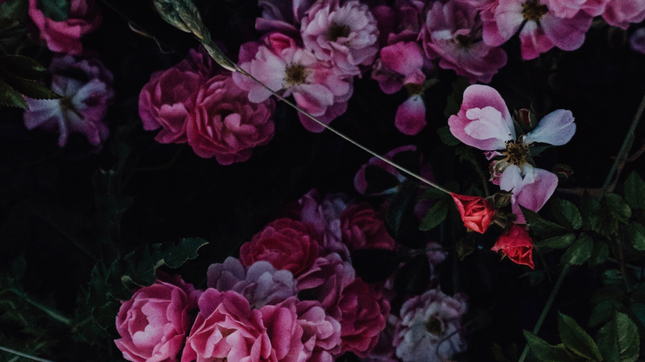 Обои цветок, Роза, розовый, цветной, цветочный дизайн в разрешении 1280x720