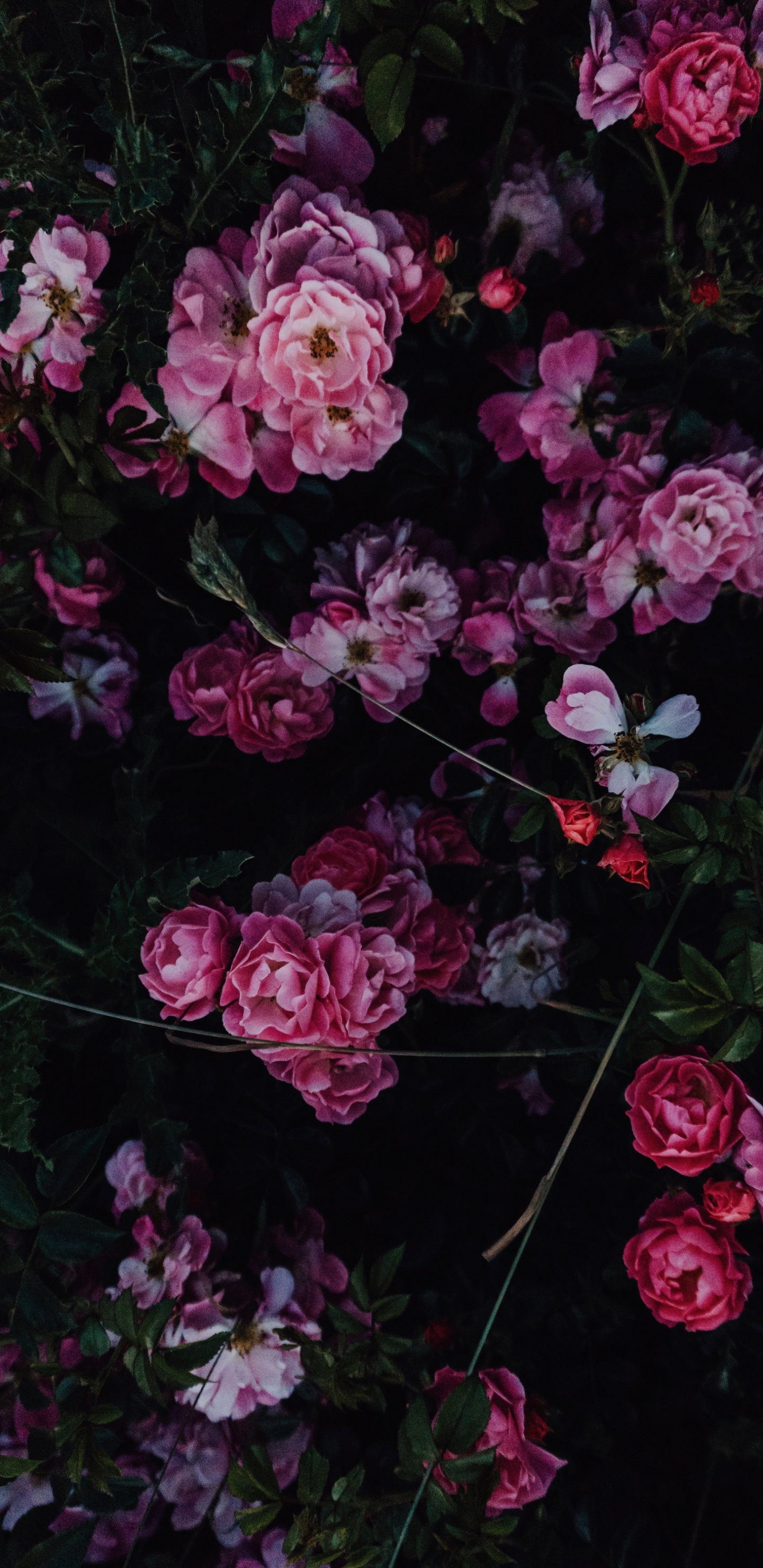 Обои цветок, Роза, розовый, цветной, цветочный дизайн в разрешении 1440x2960