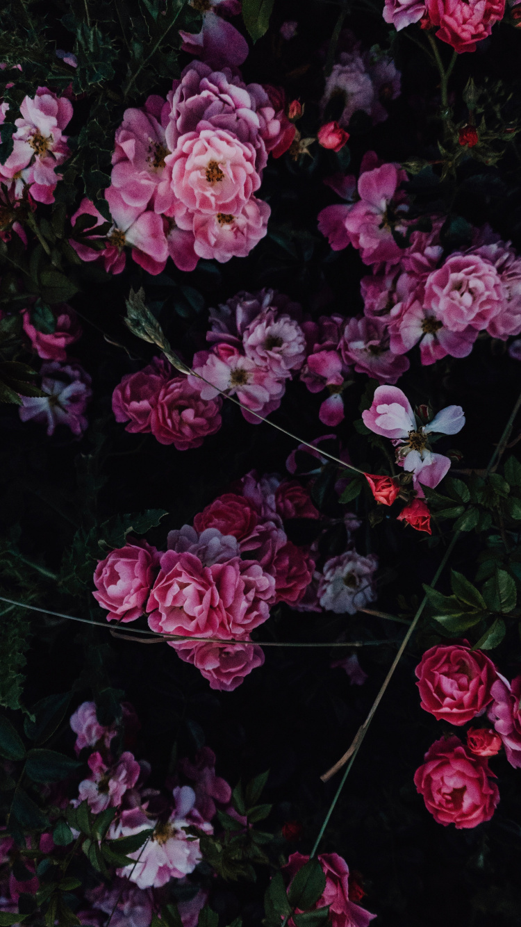 Обои цветок, Роза, розовый, цветной, цветочный дизайн в разрешении 750x1334