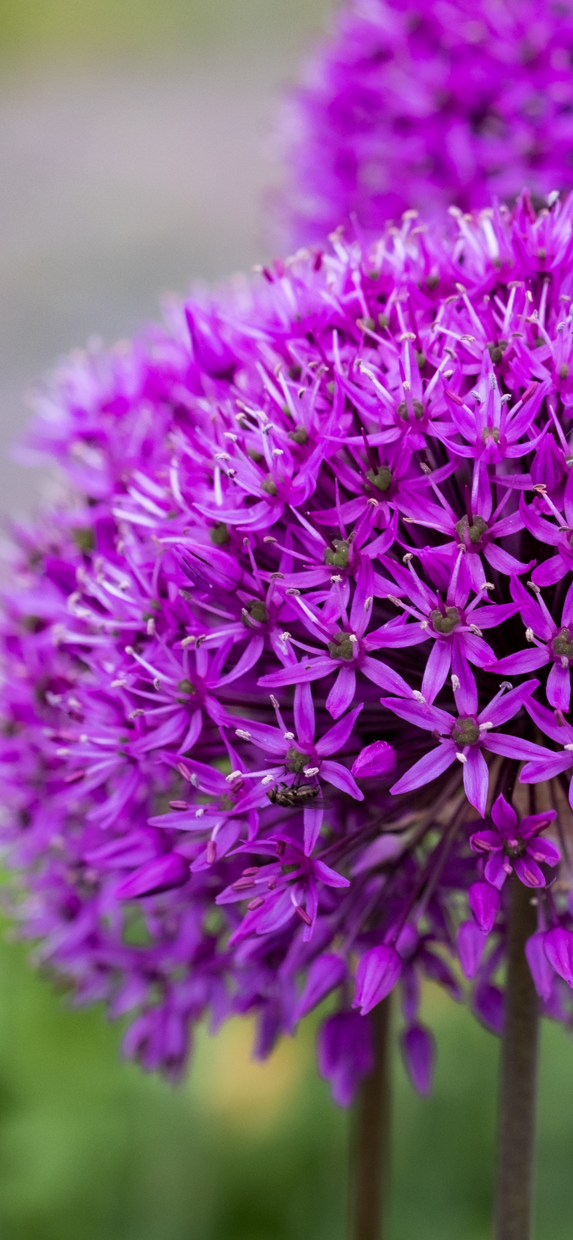 Обои цветок, таблица, цветковое растение, сад, декоративное растение в разрешении 1125x2436