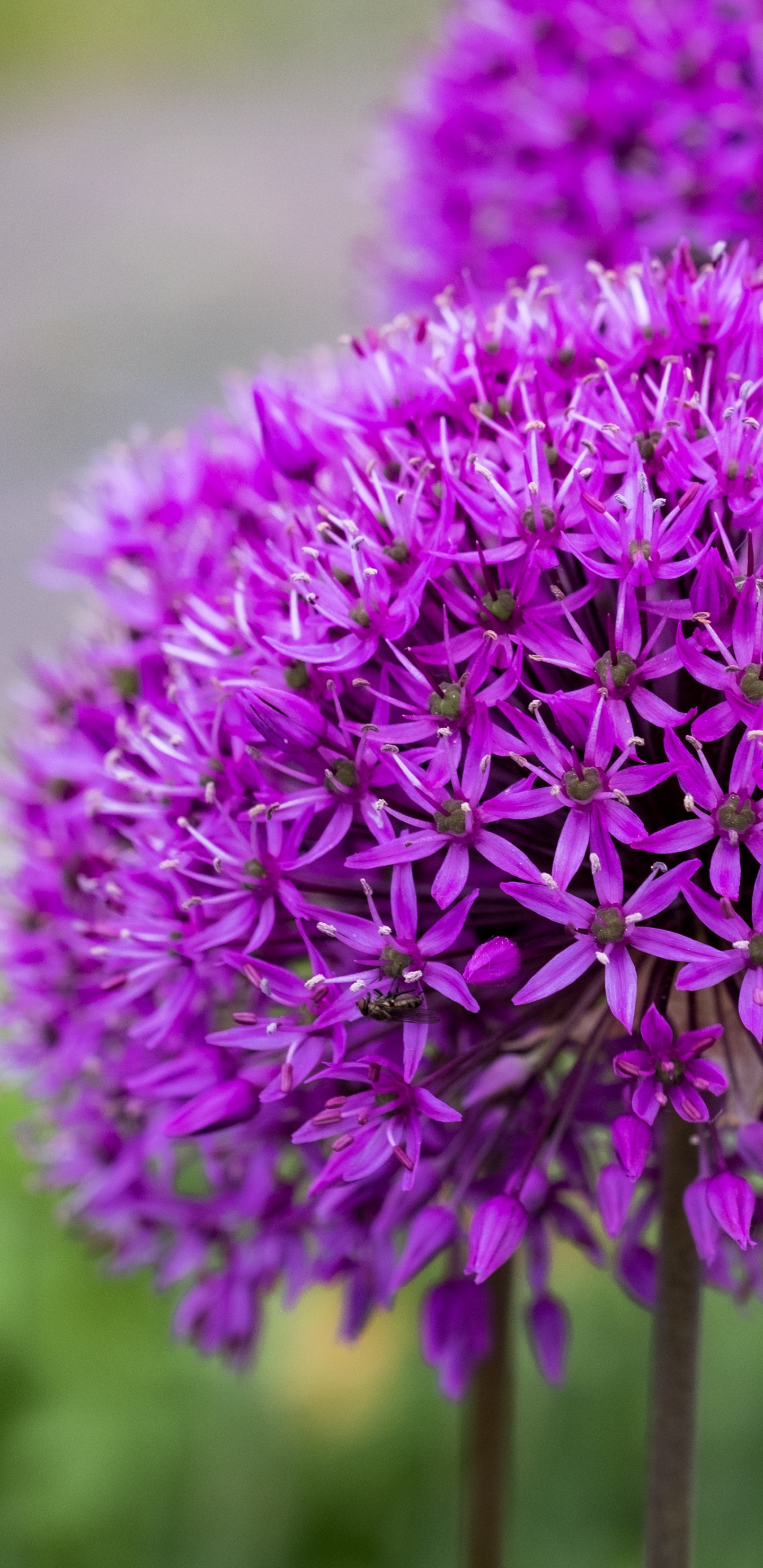 Обои цветок, таблица, цветковое растение, сад, декоративное растение в разрешении 1440x2960