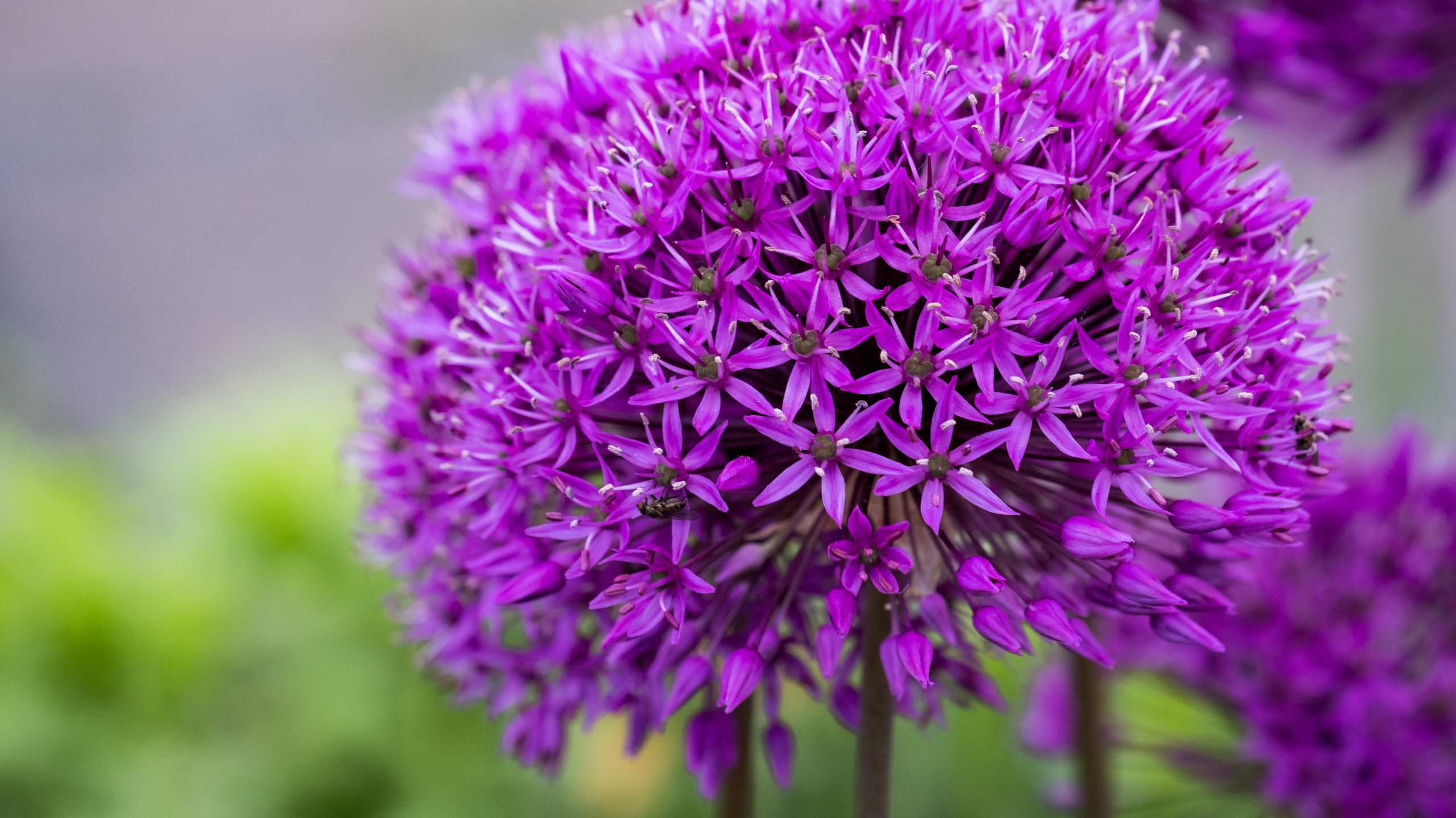 Обои цветок, таблица, цветковое растение, сад, декоративное растение в разрешении 2560x1440