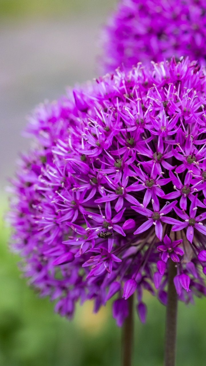 Обои цветок, таблица, цветковое растение, сад, декоративное растение в разрешении 720x1280