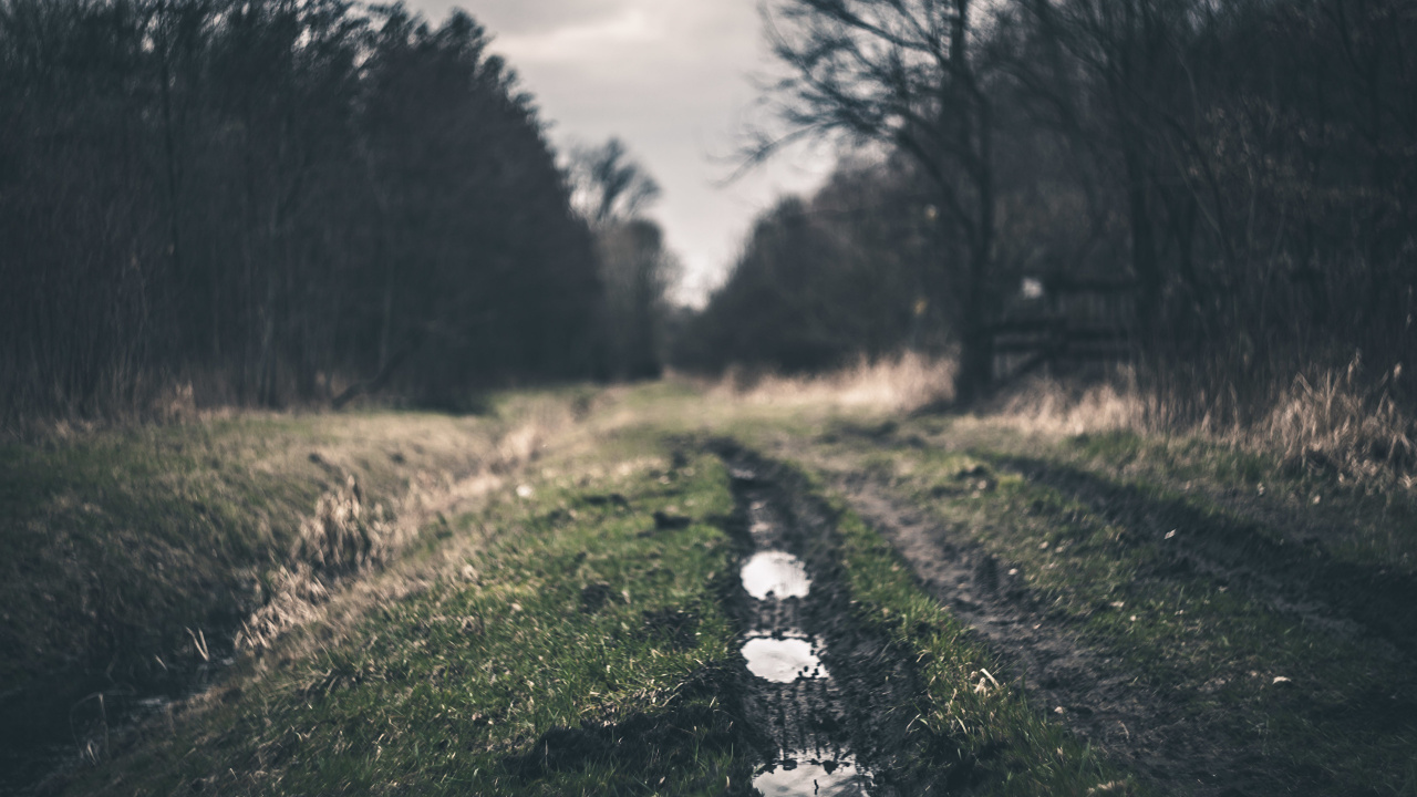 Обои дерево, дорога, лист, атмосфера, растение в разрешении 1280x720